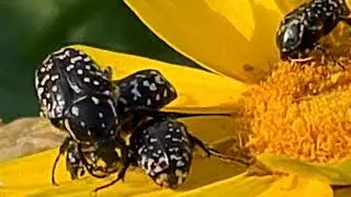 חיפושית פרחית נעמי על פרח חרצית עטורה Oxythyrea noemi on Glebionis coronaria
