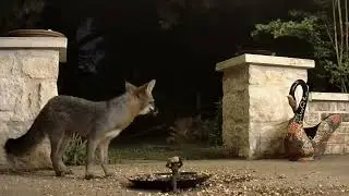 Gray Fox April 15 2023Evening