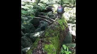 Bioko drill monkey