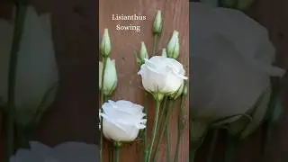 👩🏽&zwj;🌾 Lisianthus sowing has begun 🌱