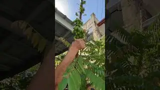 Kamias or Bilimbi Tree #asmr  #bilimbi  #kamias #shorts  #fruits