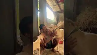 #alangu #doglover #bullykutta #tamil #mastiff #trending #viral #shortvideo #youtubeshorts #love