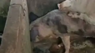 Mating pigs - Female pigs persist in mating with male pigs