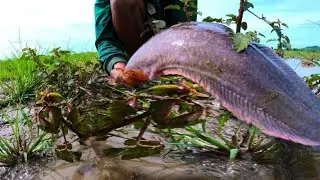 Unique Fishing Catching 2022 | Magur fish | mass dora- mass mara