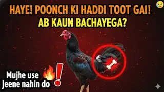 Jise Murgi Samajhta Tha… WOH Murga Nikla! 😂 Poonchh Tootne Ka Hungama 