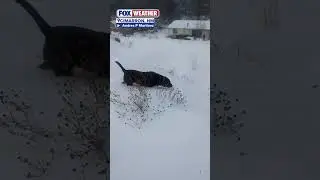 Dog Enjoys The Snow After A Winter Storm Blankets New Mexico