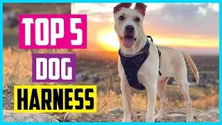 ✅ Best Dog Harness in 2024