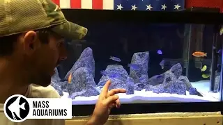 AFRICAN CICHLID TANK: How to start one up easily with these TIPS