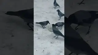 Пузатая ворона у поилки \ Male crow Bulky at the drinking bowl