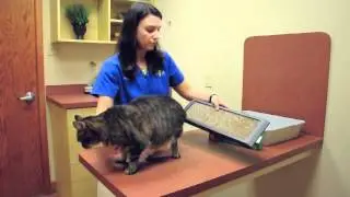 Litterboxes and Scratching Posts- Cat Behavior Tips
