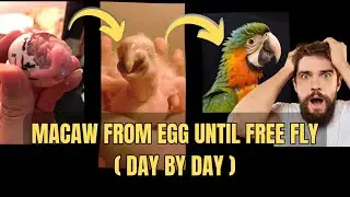 MACAW GROWING UP FROM EGG UNTIL FREE FLY!!