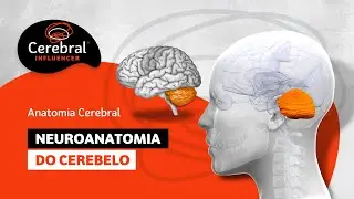 Neuroanatomia do Cerebelo: 