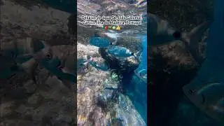 Debaixo de &aacute;gua 56, Lido Galomar, Cani&ccedil;o, Ilha da Madeira, Portugal 🇵🇹🤿🐠👍