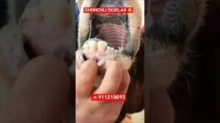 T&Ocirc;LIQ VIDEO 10:00 DA CHIQADI SHOSHILING NARXLAR SUV TEKIN 🤩