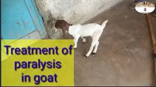 Treatment of paralysis in goat | treatment of lameness in goat #lameness#paralysis @Dr Alok Vet Club