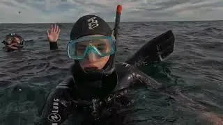 Swimming with Sea lions