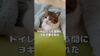 【保護猫】ヨギボで寝たいと思っていた猫