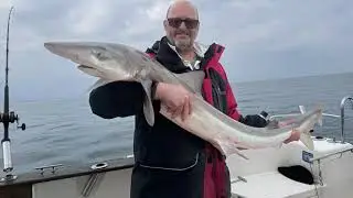 Unbelievable Tope session. Part 1.     Over 30 Tope caught.