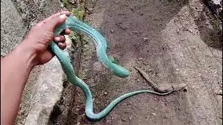 Ular Blue GTP Jayapura Papua