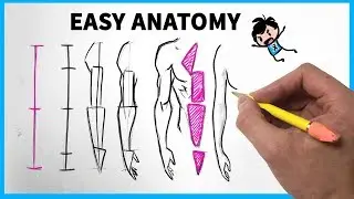 Easy Anatomy: How to Draw Arms