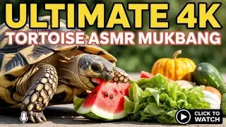 Massive Tortoise Eating Pumpkin Watermelon Cucumber - 4K ASMR