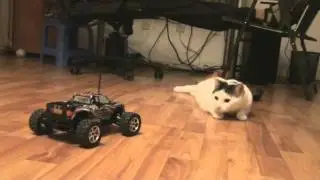HPI Mini Recon vs Cats