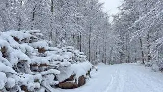 Zurich Forest Snow Walk Today 12.1.2026 ❄️ Nature 4K Winter Wonderland Walking Tour Switzerland 🇨🇭