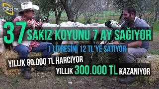 37 Sakız Koyunla Yıllık 300.000 TL Kazanıyor! - Küçükbaş Dünyası