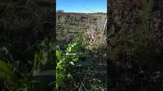 🌱 RUMEX PATIENTIA | Il Suolo che Rinasce al Boschetto Alimentare #erbespontanee #boschettoalimentare