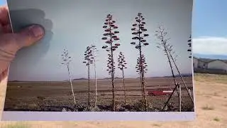 Jackass Flats 1957 - Jasper 2025