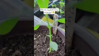 🤔 WHY ARE MY PLANTS HAIRY AND FUZZY? 🤔 #shorts #viral #gardening #garden #plants #plants #viralvideo