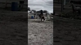 You Say&hellip; Part 3 | #horse #madigrace1 #scooby #tarisdirtytwist #blaze #pixie #navi #raftertwobitstar