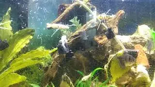 A Real minnow is in love at first sight with a fake minnow