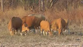 Banteng in SrePok Wildlife Sanctuary សត្វនៅដែនជម្រកសត្វព្រៃស្រែពក