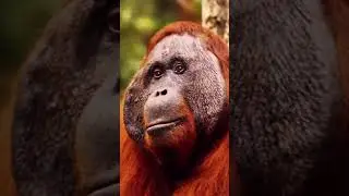 Primate diversity Overview