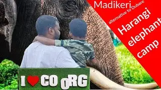 place for elephant lover Harangi elephant camp|alternative to Dubare elephant camp|Harangi dam|coorg
