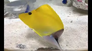 フエヤッコダイ　Yellow longnose butterflyfish、Forceps fish　Forcipiger flavissimus
