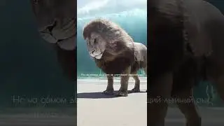 Как звучит настоящий рык льва!