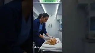 cat crying | Emoctional story