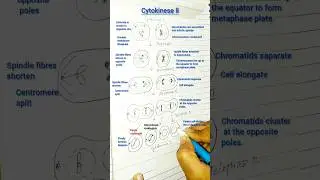 Meiosis easy diagram(part-2)#howtodraw#easysteps#mitosis#meiosis-l #cellcycleandcelldivision#class11