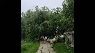 Cows Video🐄Cows Status video#cow #cows #cowvideos #birdsounds #birdslover #plants  &lrm;@JourneywithRAC&nbsp;
