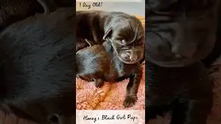 Honey's Newborn Black Female Lab Puppies #labradorretriever  #blacklab #americanlabrador