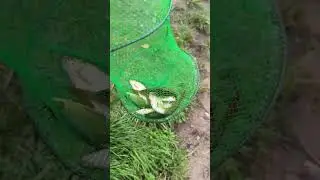 все утро долбила красноперка #рыбалка #рыбак #улов #поплавок