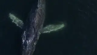 Super pod of Humpback whales feeding off Cape Town coast (4K)