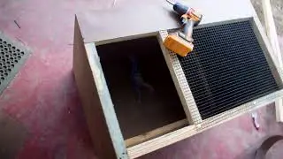 OShamo Chick Setup Built with Intention | Calm Start for Strong Birds