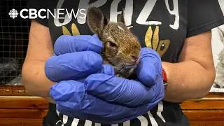 Bowmanville woman raises funds for at-home rabbit rehab centre