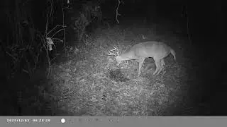 North Georgia Public Land Trailcam Footage. 