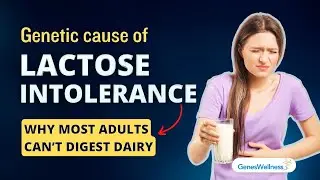 Lactose Intolerance Genetics: Why Most Adults Can't Digest Milk (And Some Can)