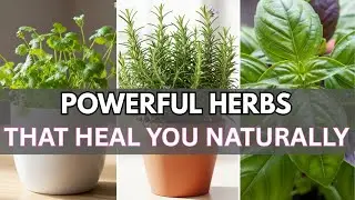 8 Herbs You Can Grow For Natural Healing and How You Can Grow and Use It For Yourself 🌿🔥