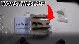 Empire of ant's Planet nest Review
